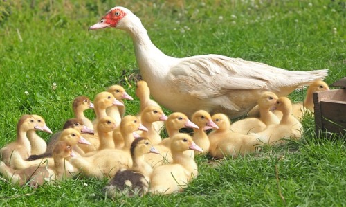ducklings-1588915_640